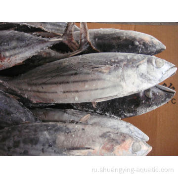 Замороженный целый раунд 300-500G Skipjack Tuna для консервирования